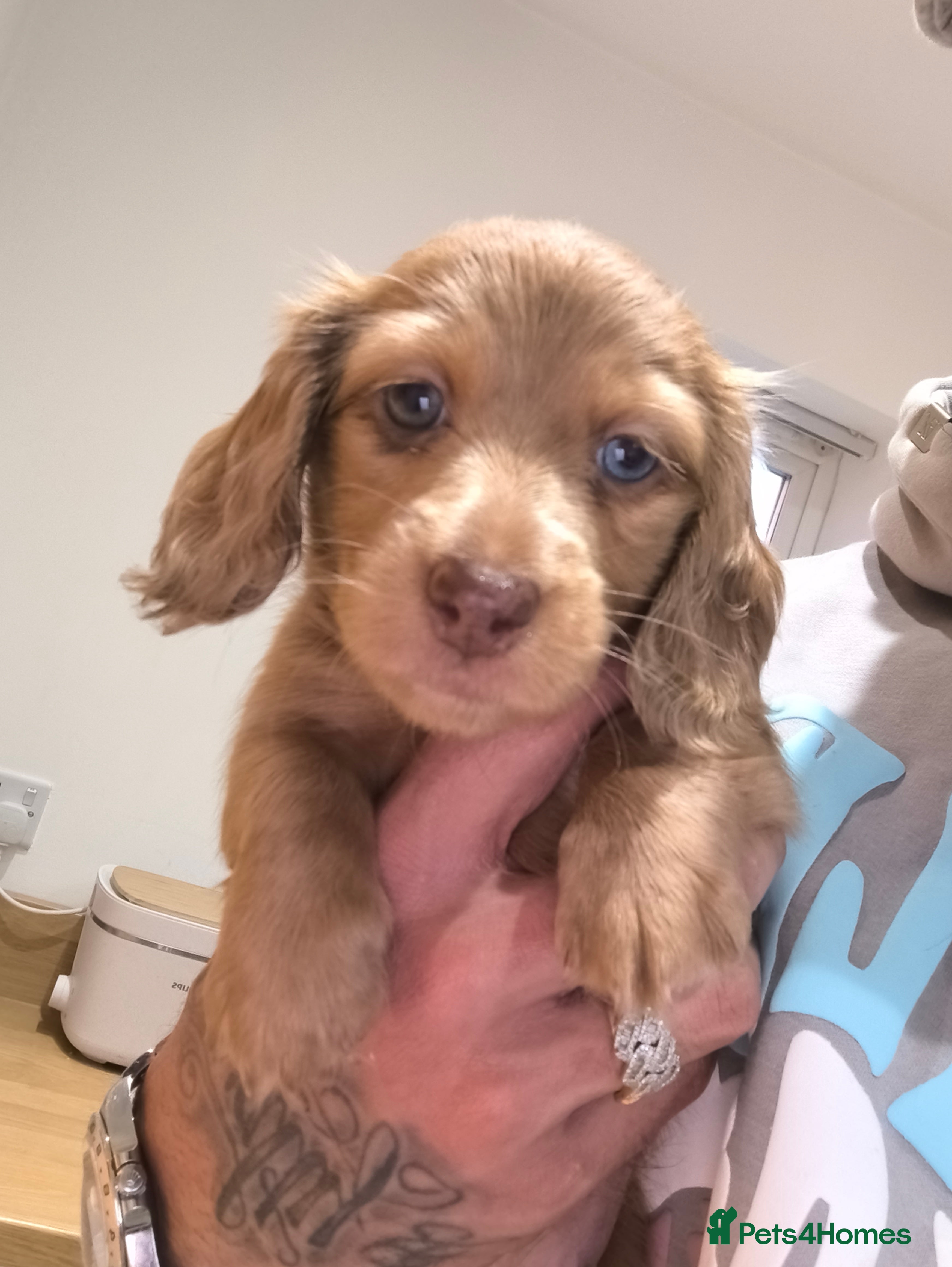 Dachshund dogs Long haired daschaunds  - Advert 1