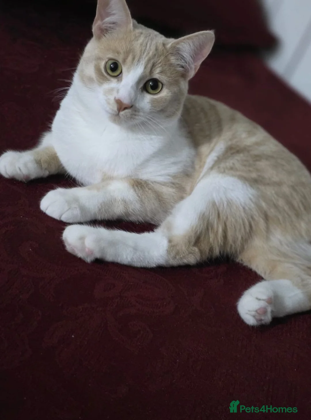 Domestic Shorthair cats for sale: Ginger and white cat - Advert 1