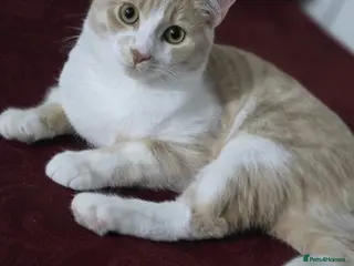 Domestic Shorthair cats Ginger and white cat - Advert 8