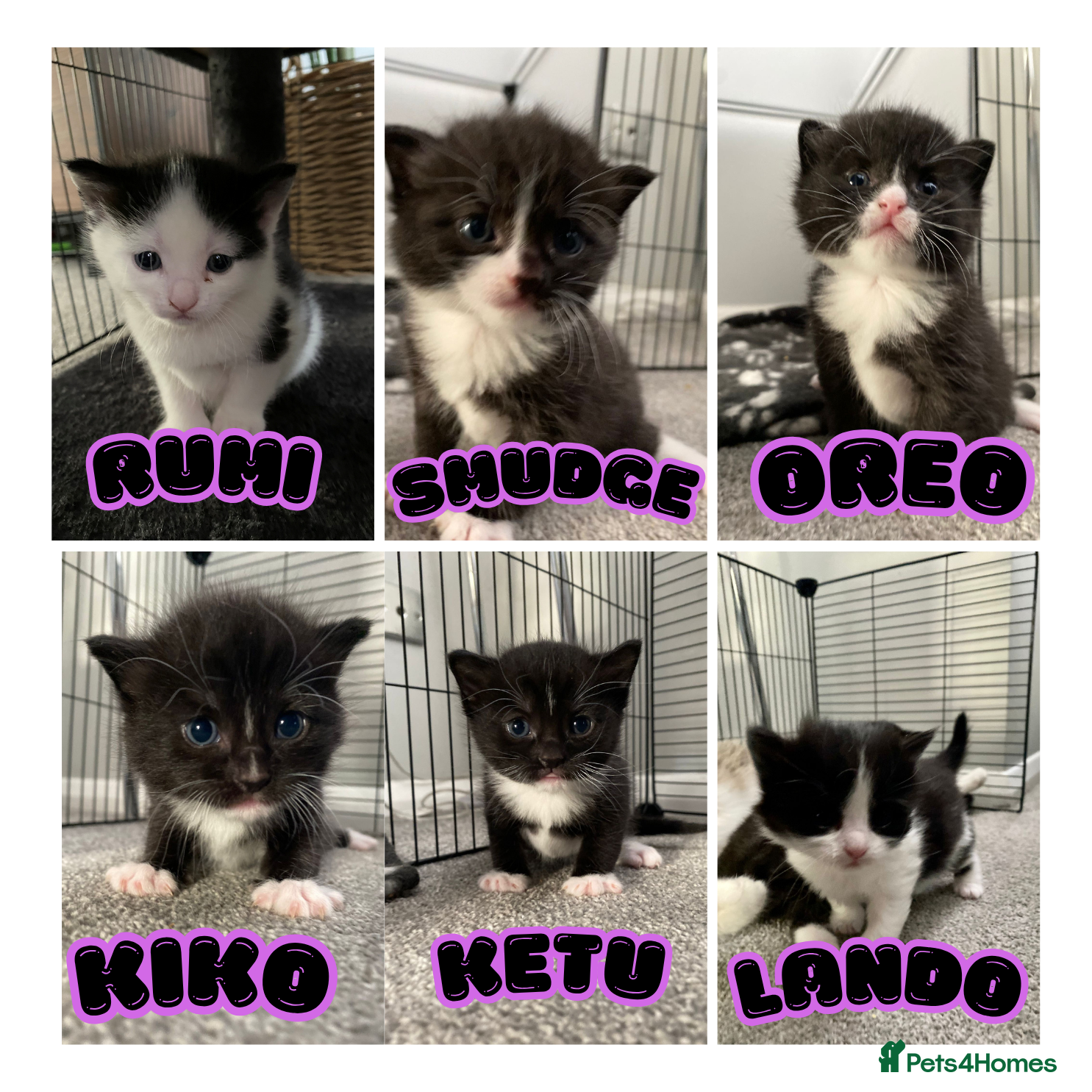 Domestic Shorthair cats 6 Stunning Kittens – Mix of Boys and Girls  - Advert 6