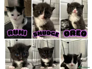 Domestic Shorthair cats 6 Stunning Kittens – Mix of Boys and Girls - Advert 6