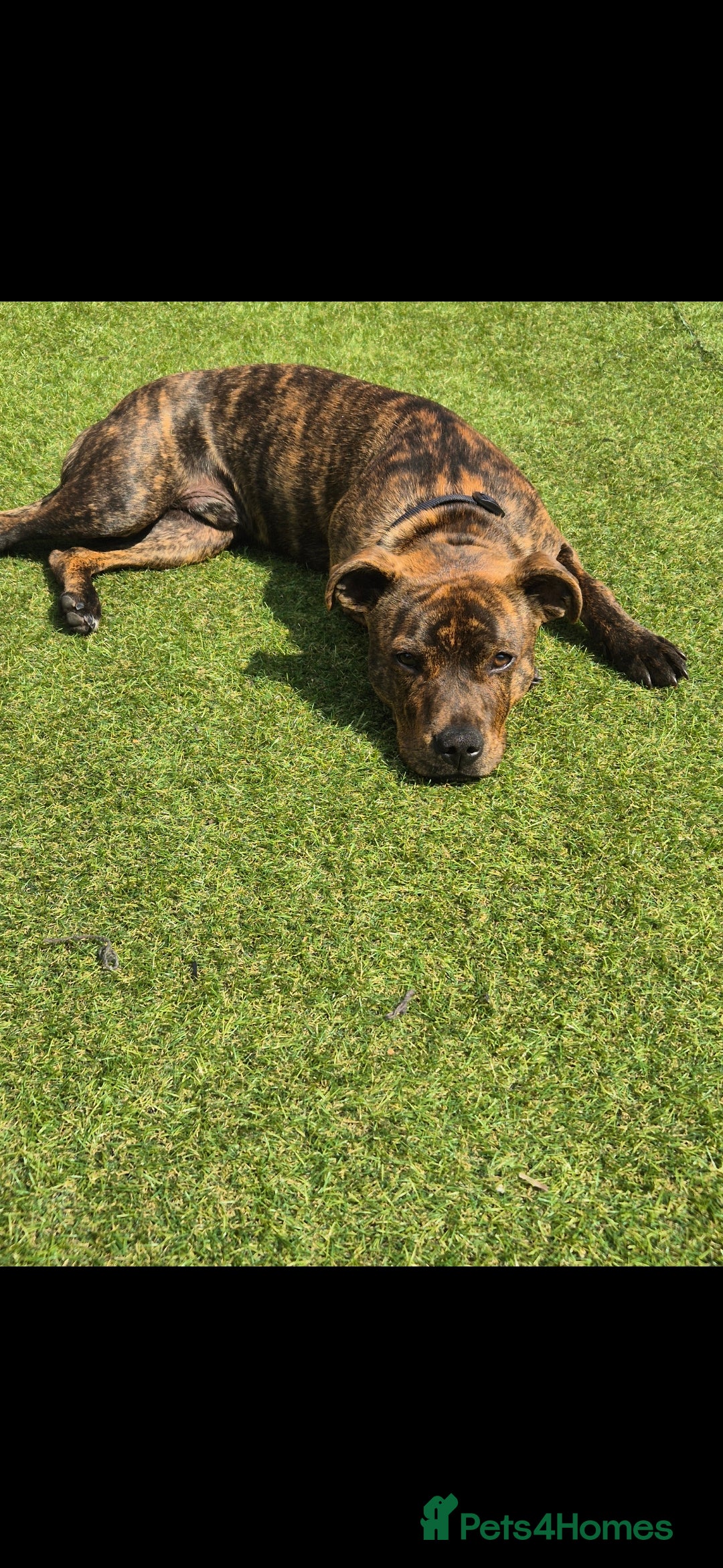 Staffordshire Bull Terrier dogs for sale: Staffy - Advert 5