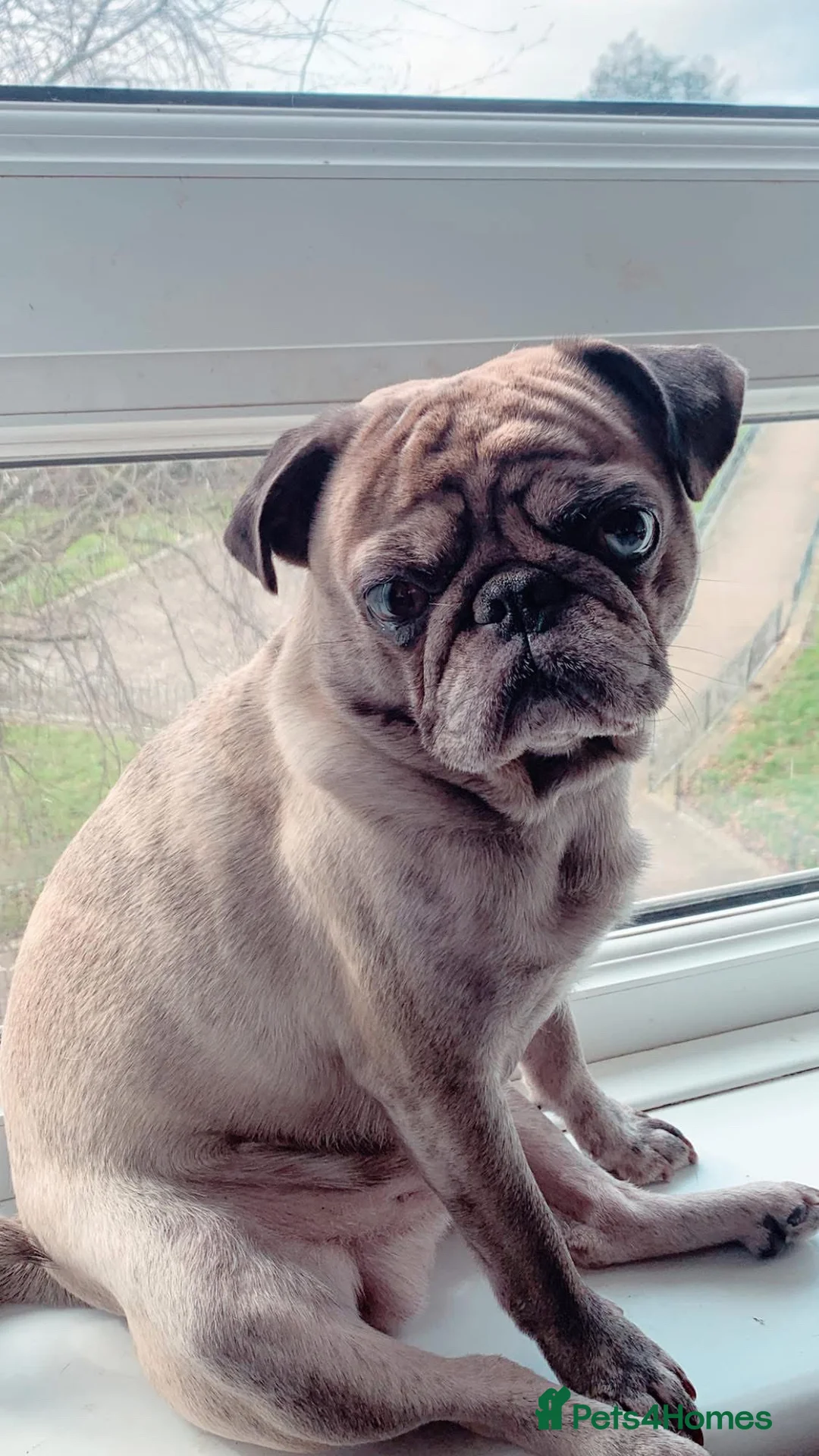 Pug dogs for stud: Merle Stud  - Advert 2