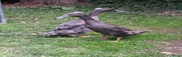 Ducks poultry for sale: 2 female indian runner ducklings for sale in Plymouth - Advert 3