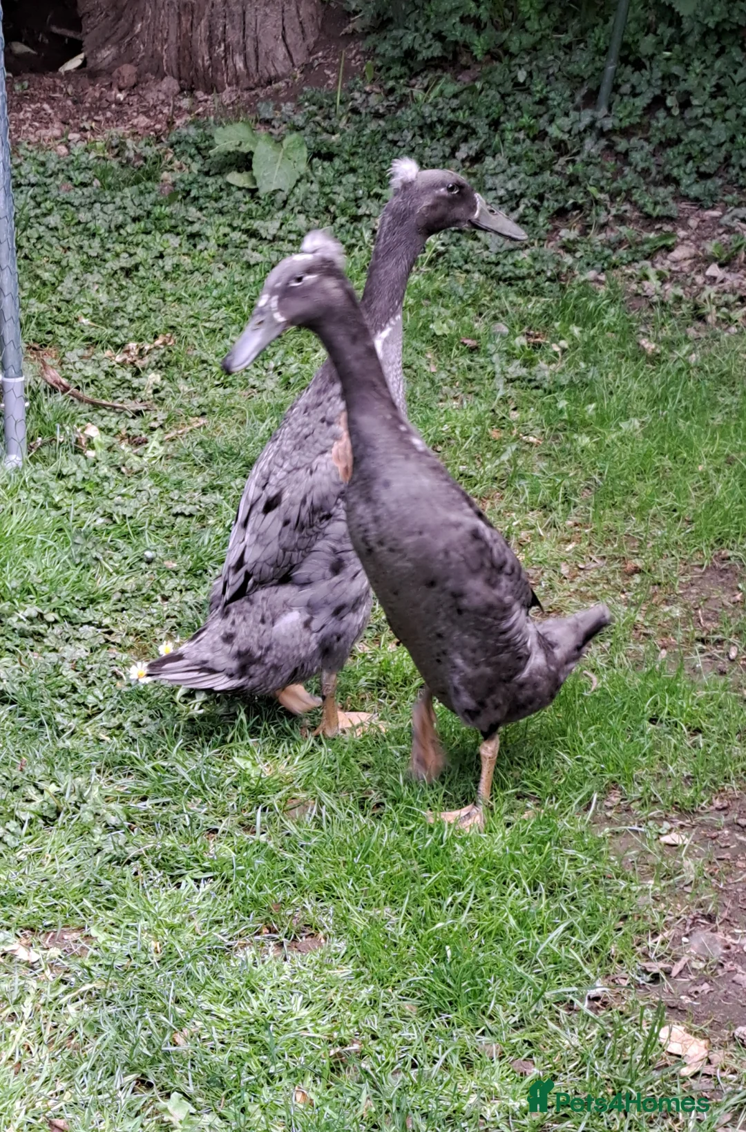 Ducks poultry for sale: 2 female indian runner ducklings for sale in Plymouth - Advert 3