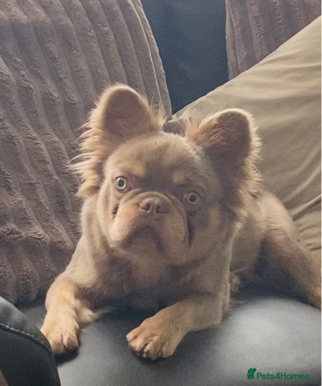 French Bulldog dogs for sale: Newshade Fluffy Frenchie  - Advert 2