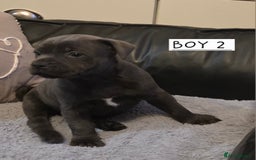 Staffordshire Bull Terrier dogs for sale: 2 Royal Regiment Boys kc registered  - Image 5