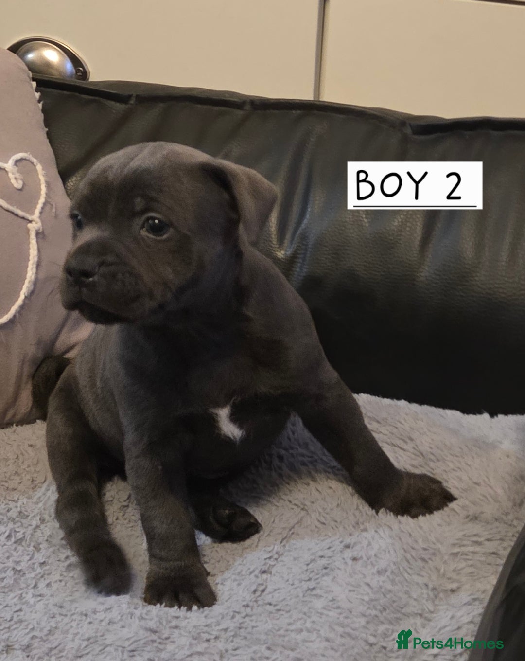 Staffordshire Bull Terrier dogs for sale: 2 Royal Regiment Boys kc registered  - Image 5