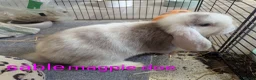 Mini Lop rabbits for sale: Pure bred minilops - Advert 2