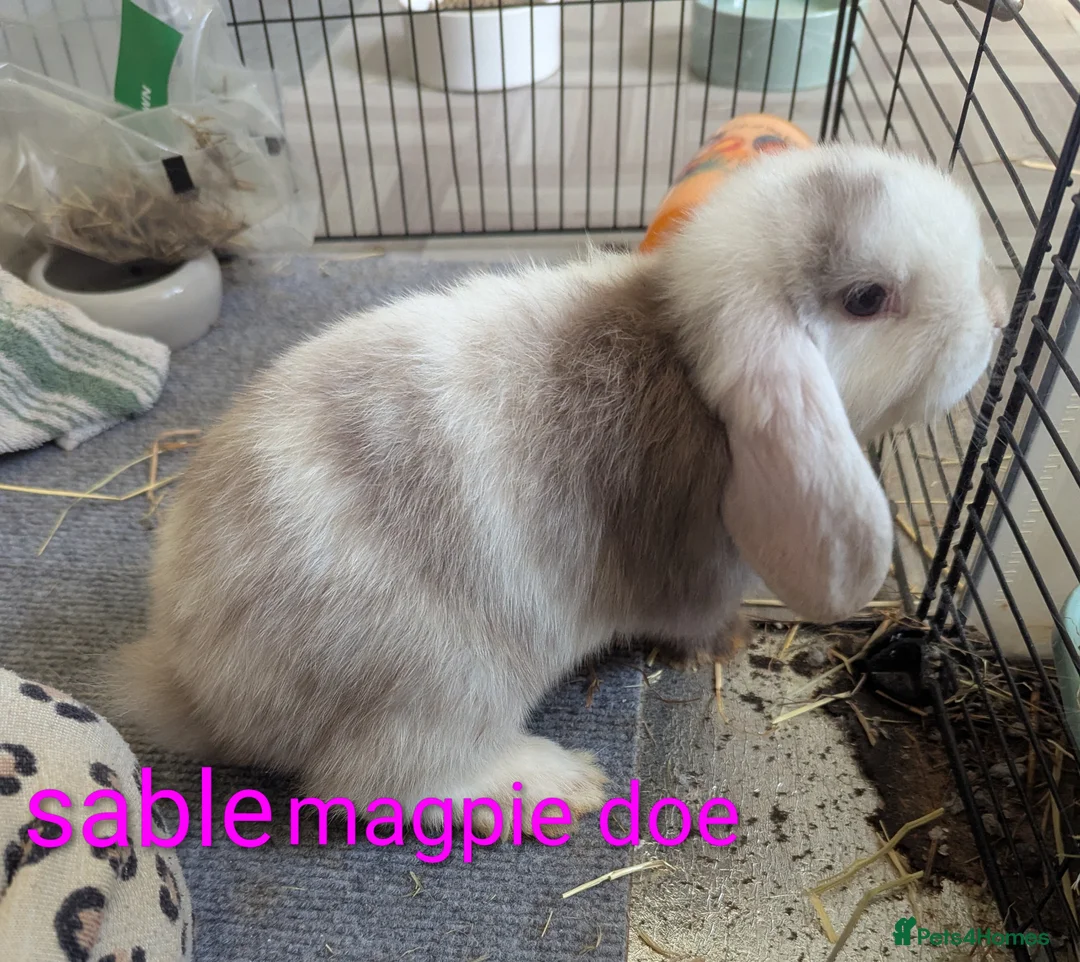 Mini Lop rabbits for sale: Pure bred minilops - Advert 2