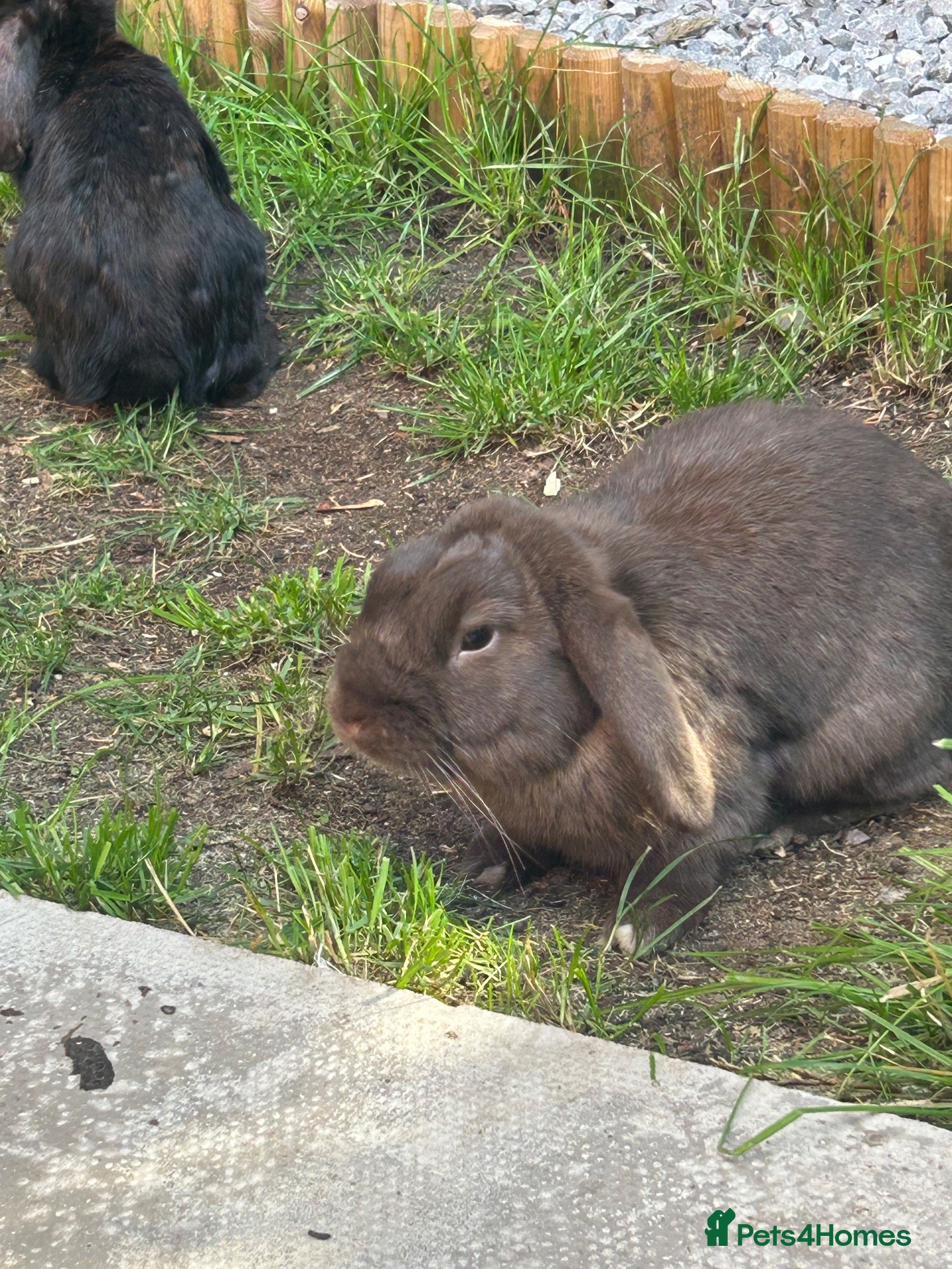 Mini Lop rabbits Adult Rabbit 14months old (babies are sold) - Advert 13