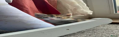 Mixed Breed Kitten 1
