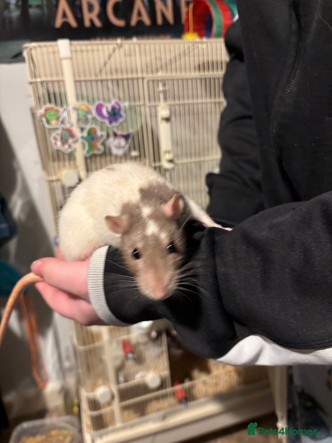 Rat rodents for sale: 4 beautiful girl rats - Advert 4