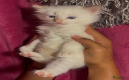 Ragamese cats for sale: Ragamese - Ragdoll x Siamese adorable kittens  - Image 5