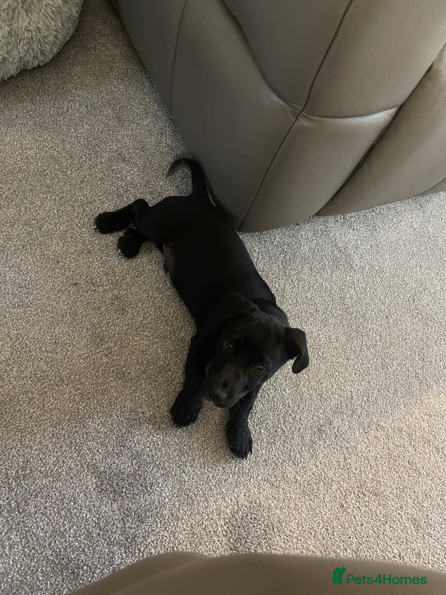 Jack Russell dogs Reggie - 4 month old puppy MALE - Advert 2