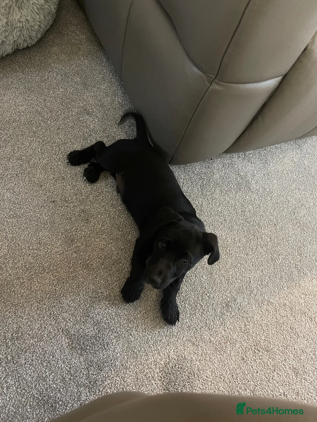 Jack Russell dogs for sale: Reggie - 4 month old puppy MALE - Advert 1