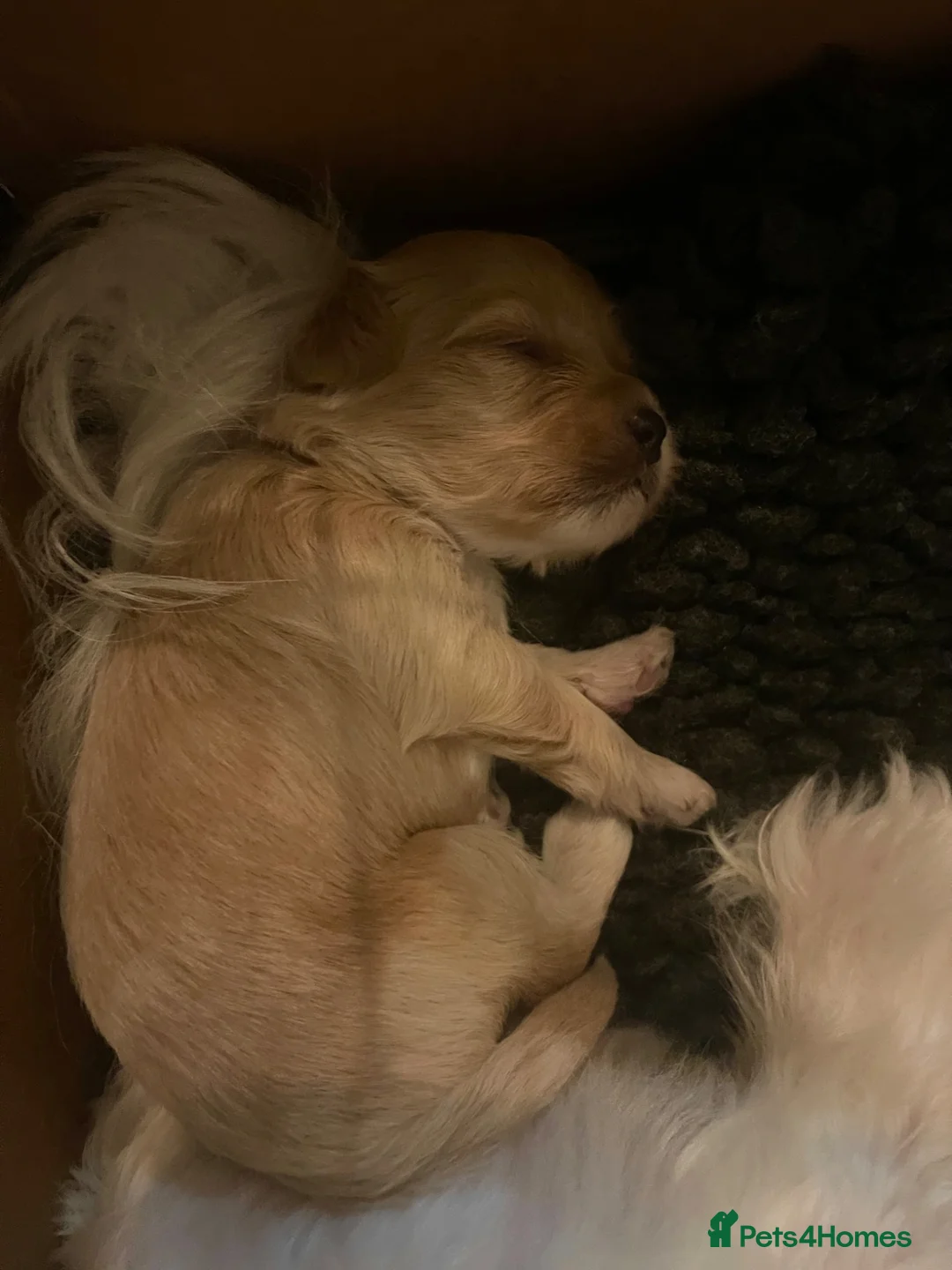 Maltipoo dogs for sale: Exquisite Maltipoo puppies kc health tested parent - Advert 4