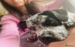 Boxer dogs for sale: Boxer X Springer Spaniel dog  - Advert 1