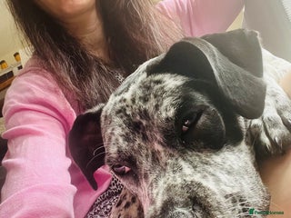 Boxer dogs for sale: Boxer X Springer Spaniel dog - Advert 1