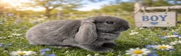 Mini Lop rabbits for sale: A beautiful selection of baby buns - Advert 7