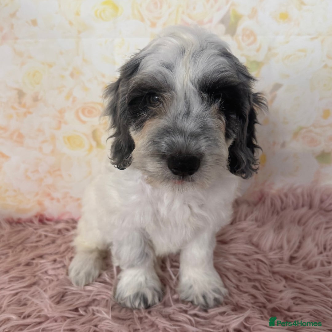 Cockapoo dogs for sale: Ready to Leave: F1 Cockapoo Puppies - Image 3