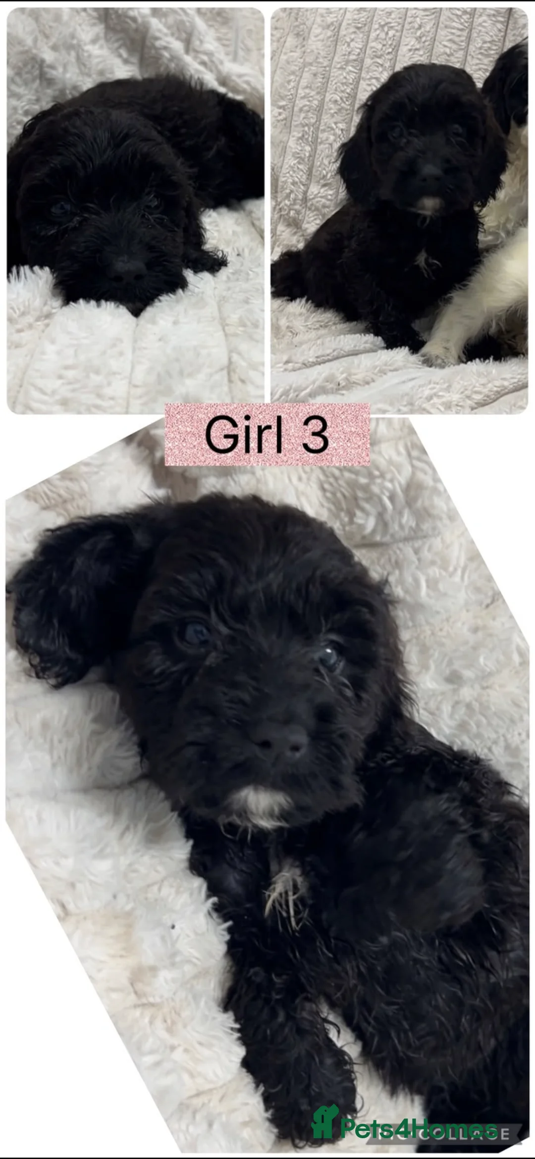 Cockapoo dogs for sale: Cockapoo puppies  - Advert 1