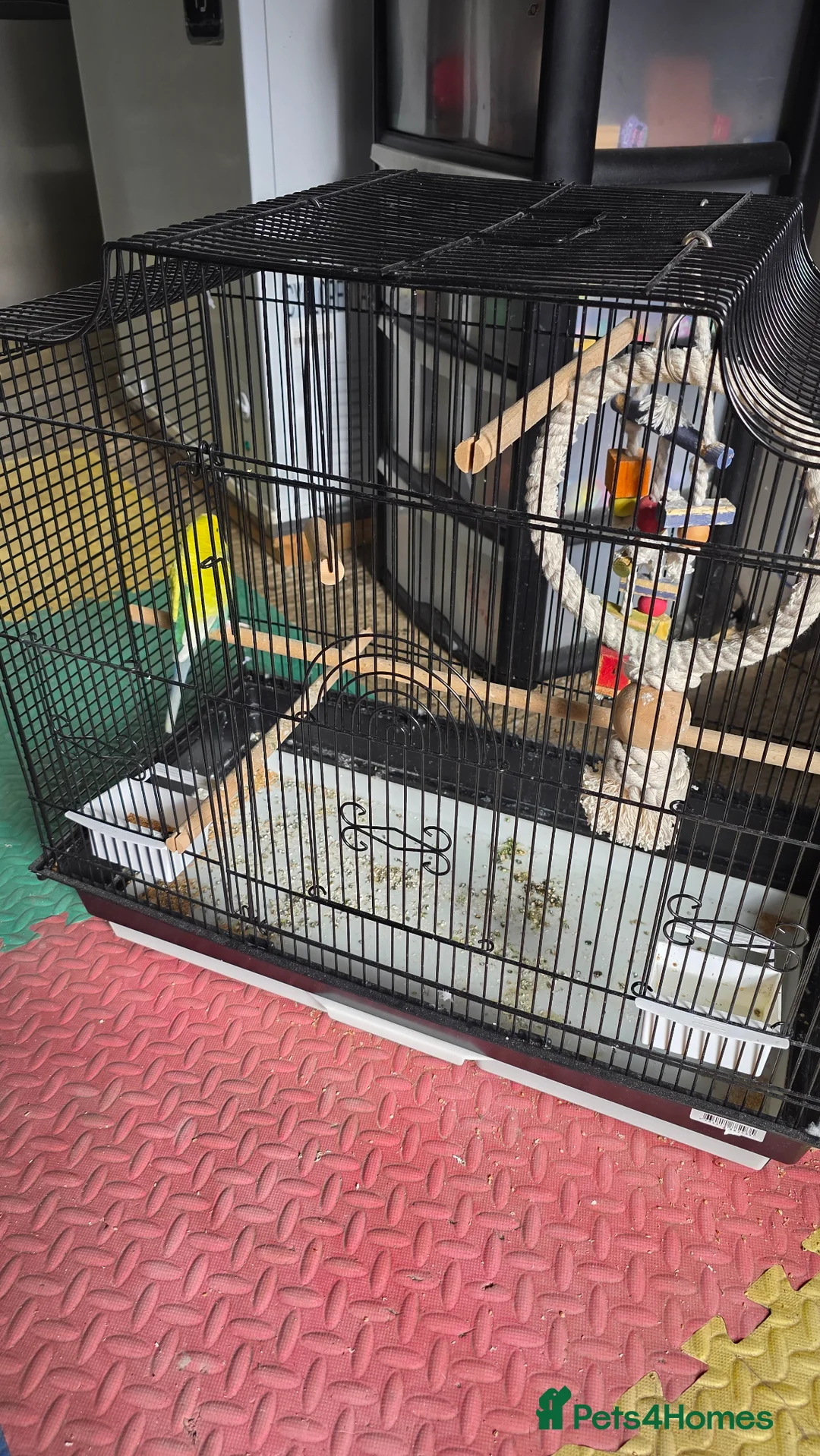 Budgerigars birds for sale: Budgie male with cage  - Advert 4