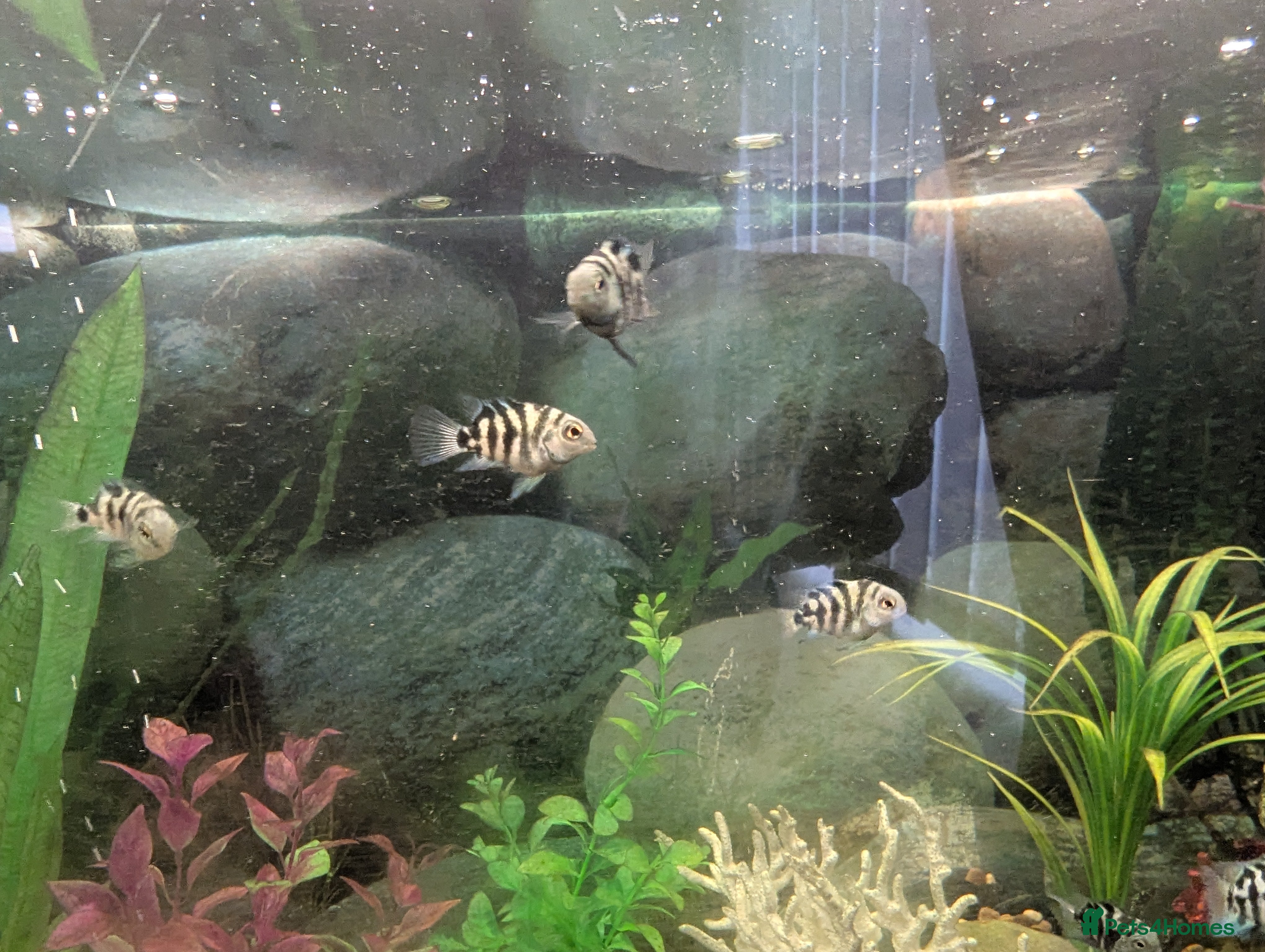 Cichlids fish Blue parrot fish - Advert 2