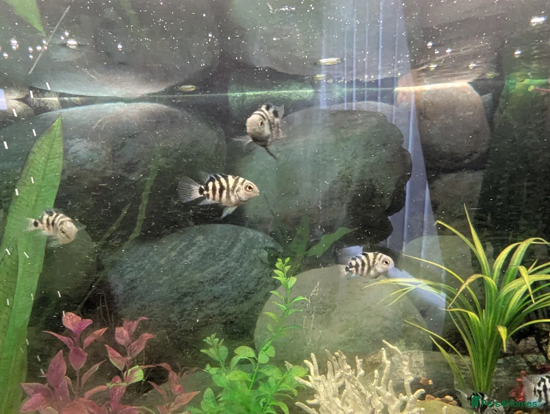 Cichlids fish for sale: Blue parrot fish - Advert 1