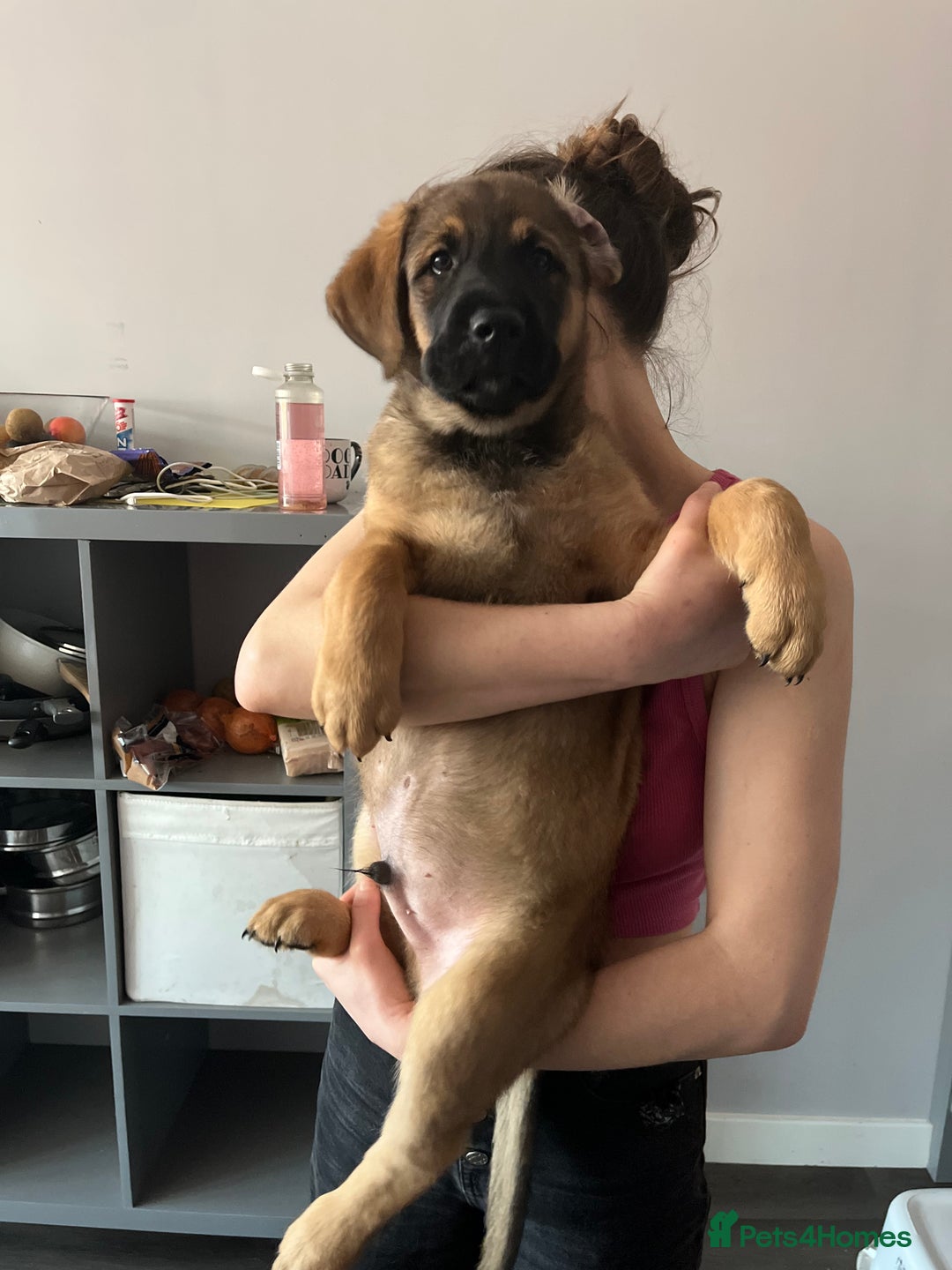 Mixed Breed dogs for sale: Belgian Malinois / Turkish Kangal / Cane Corso - Image 26