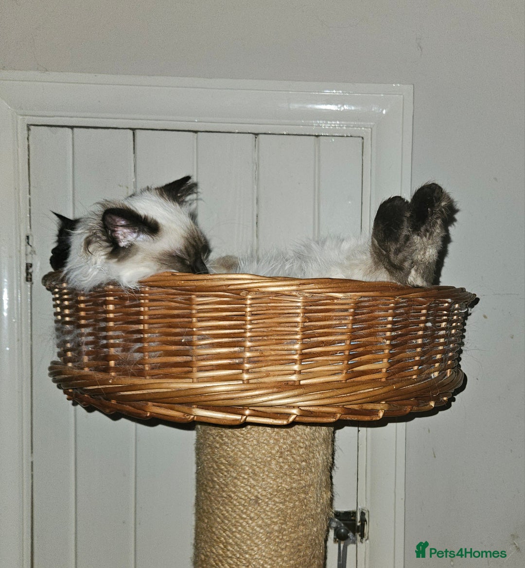 Ragdoll cats for sale: Seal Colourpoint Male - Advert 7