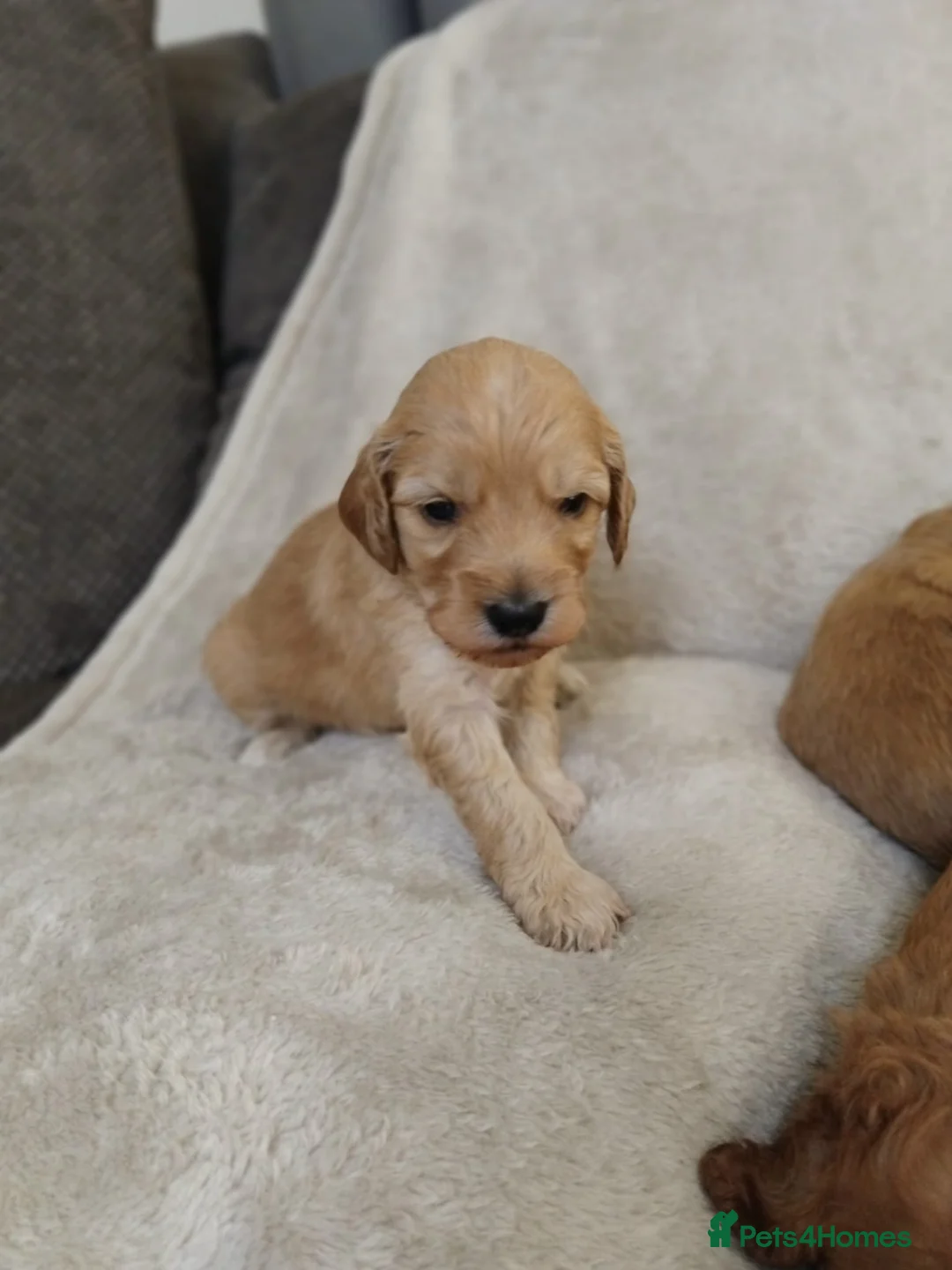 Cockapoo dogs for sale: Cockapoo puppies - Advert 9