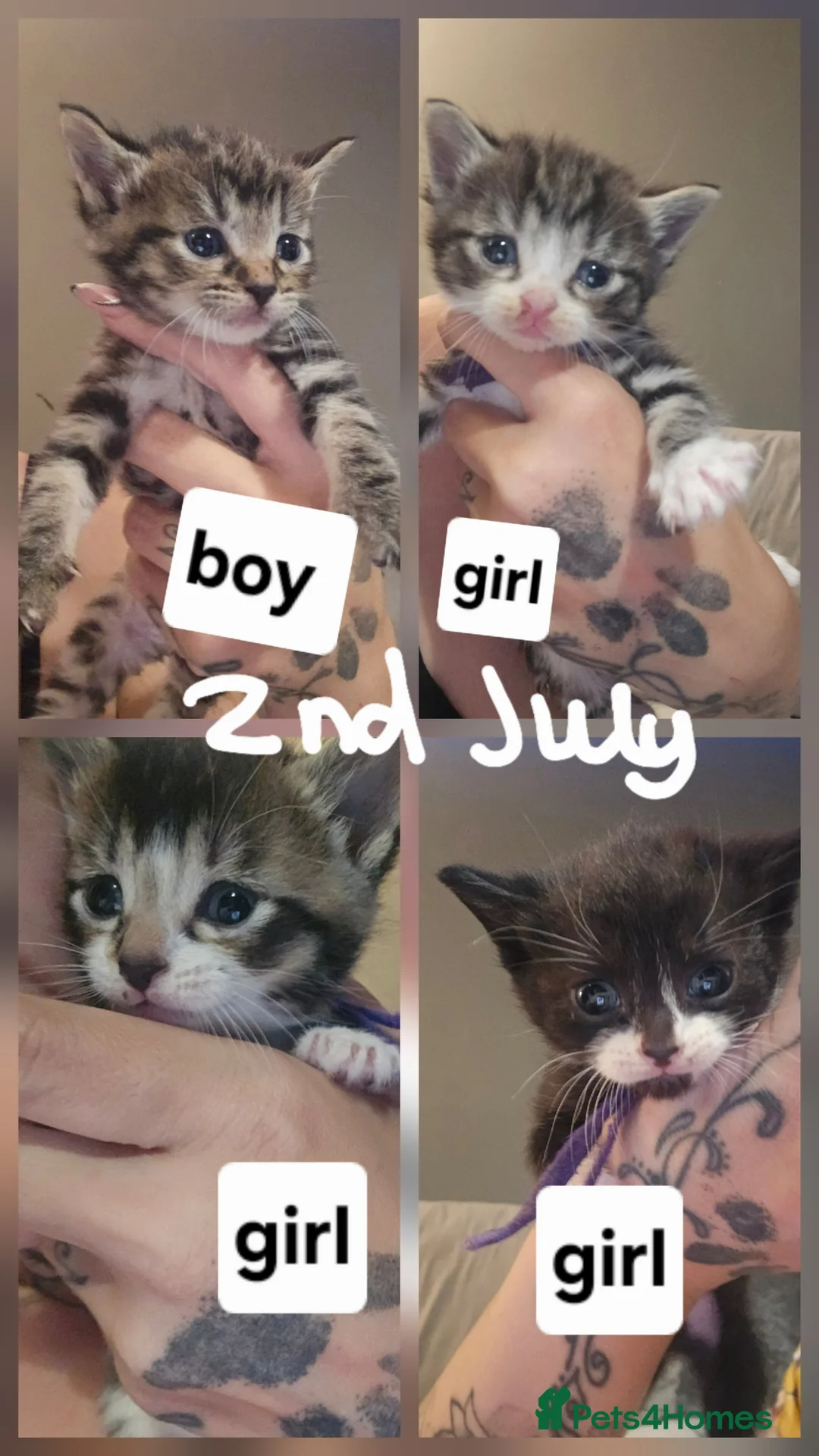 Mixed Breed cats for sale: Kitten for sale  - Advert 4