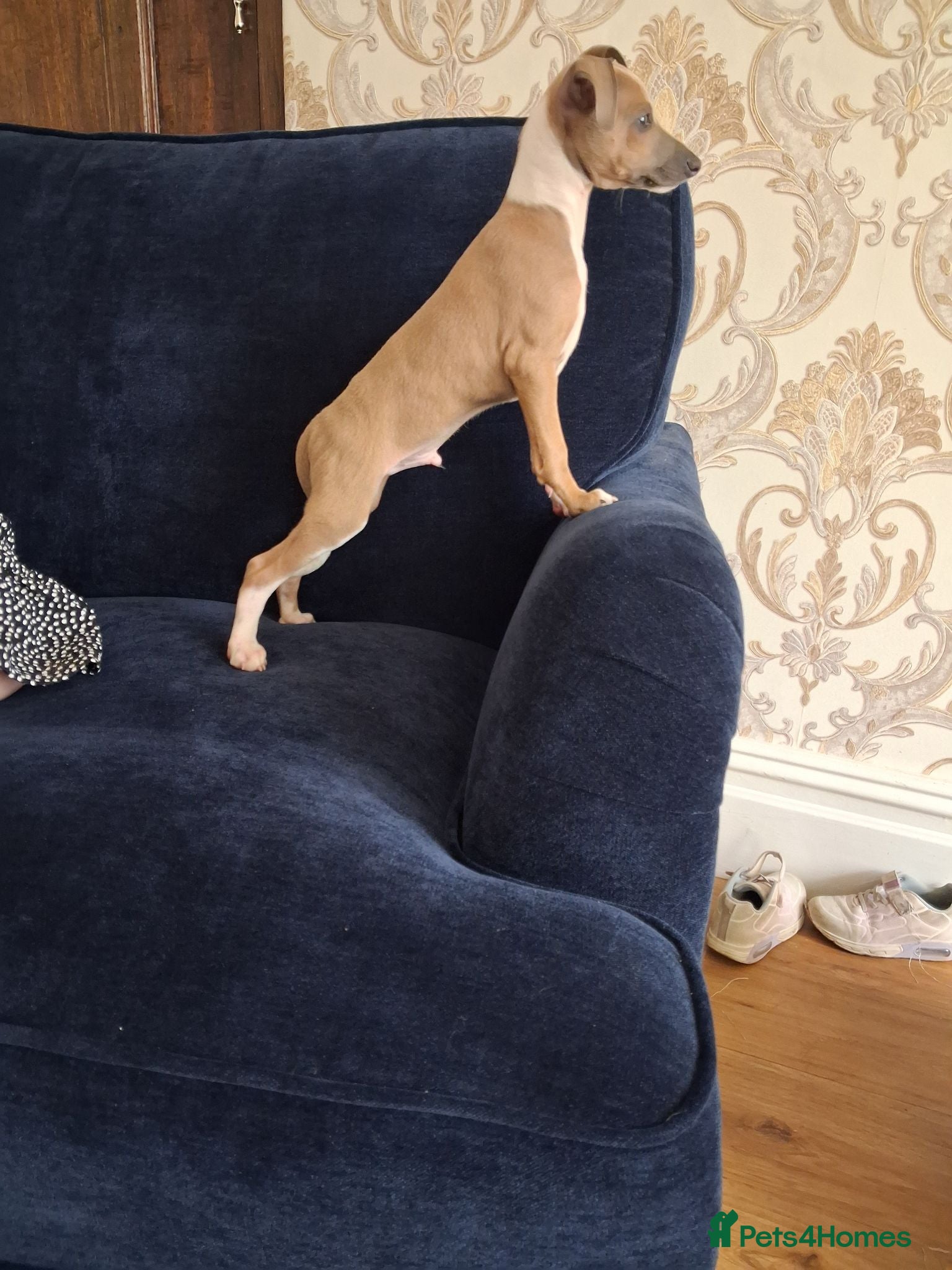 Italian Greyhound dogs READY KC Registered Italian greyhound Dog puppy - Advert 9