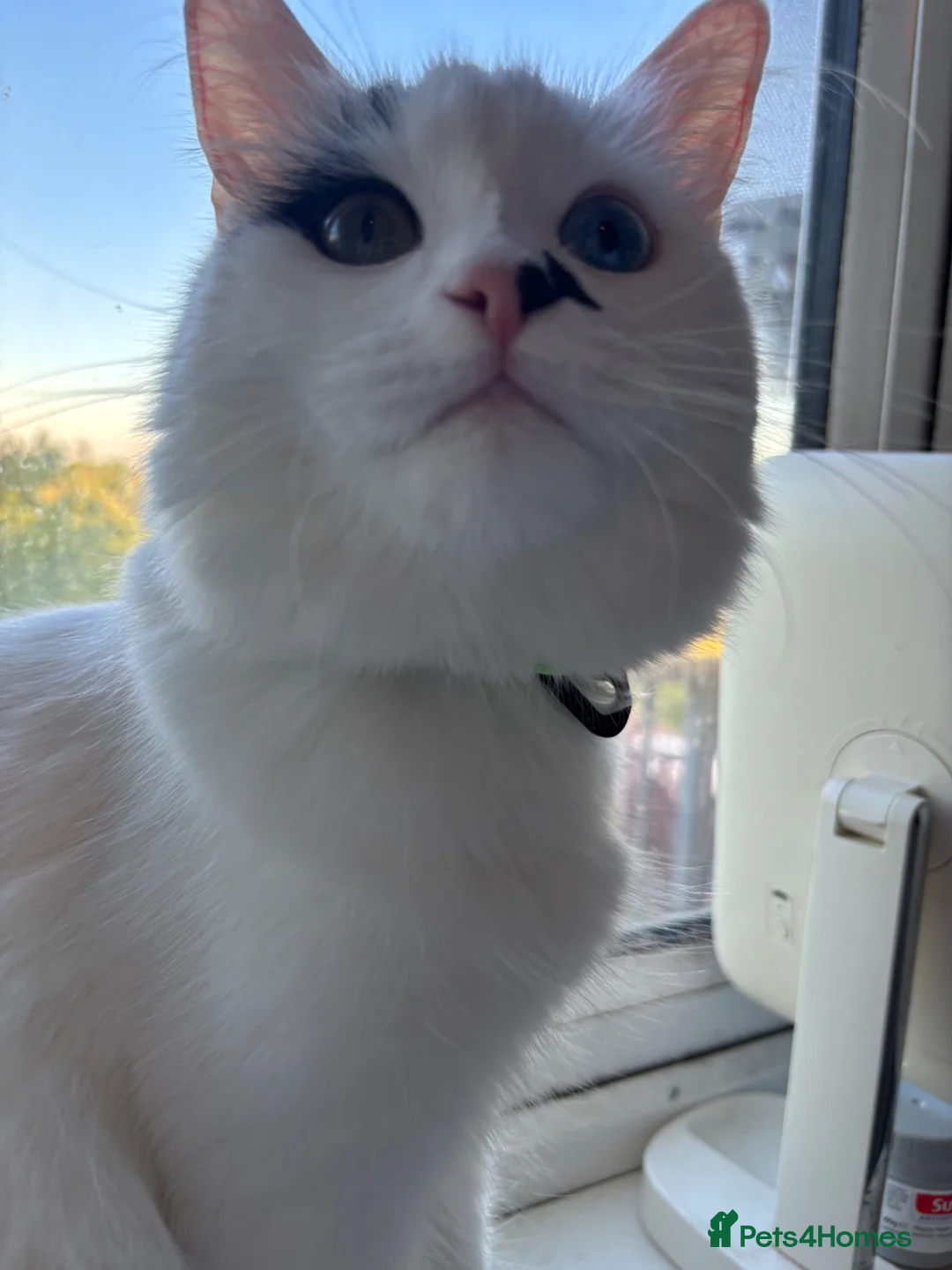 Mixed Breed cats for sale: 8 month old kitten - Advert 2