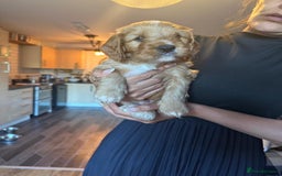 Cavapoo dogs for sale: King Charles Cavalier x Cavapoo - Image 24