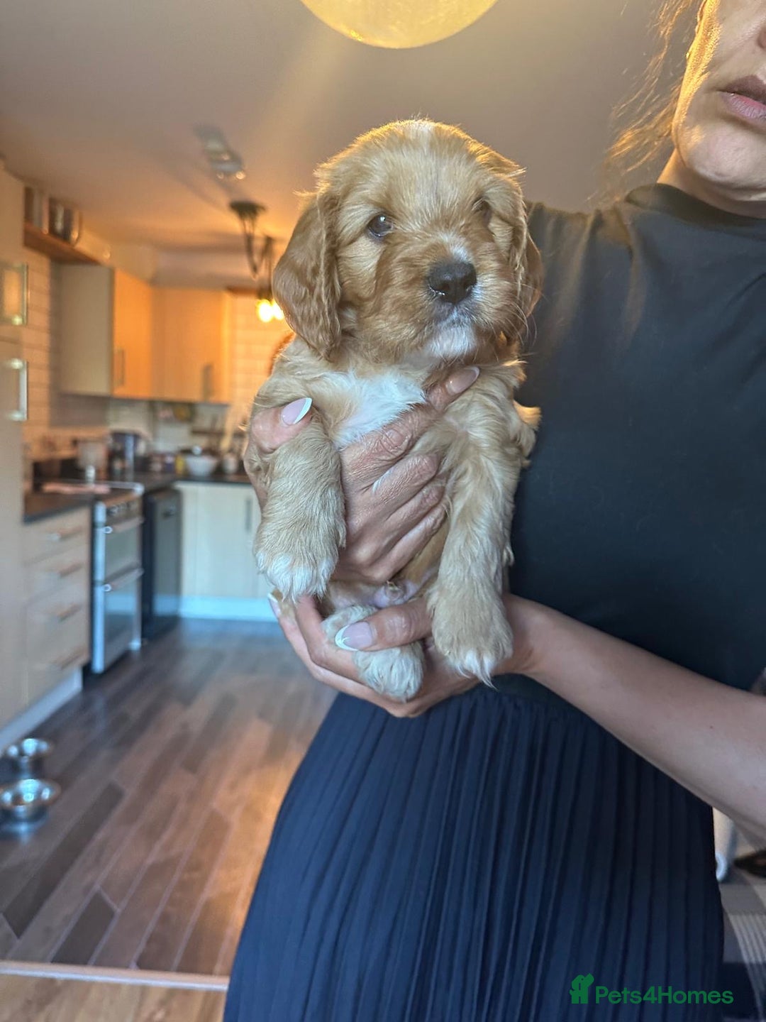 Cavapoo dogs for sale: King Charles Cavalier x Cavapoo - Image 24