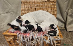 Jack Russell dogs for sale: 🐾 Jack Russell Pups Looking for Forever Homes! 🐾 - Image 4