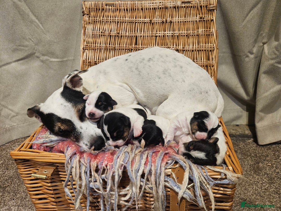 Jack Russell dogs for sale: 🐾 Jack Russell Pups Looking for Forever Homes! 🐾 - Image 4