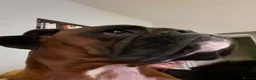 Boxer dogs for sale: 5 year old Boxer  in Northallerton - Advert 3