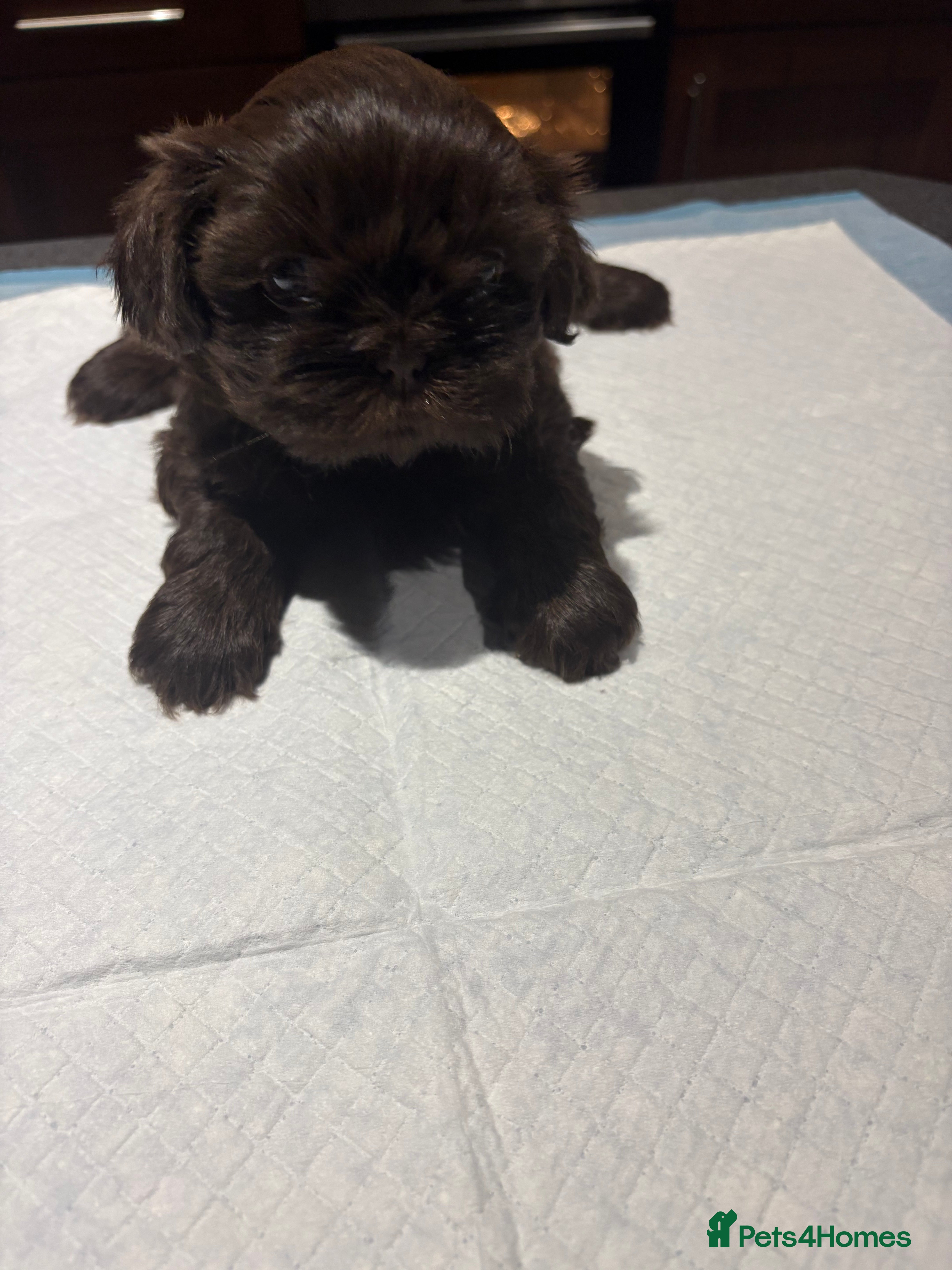 Shih Tzu dogs Karashishi shih tzu - Advert 9