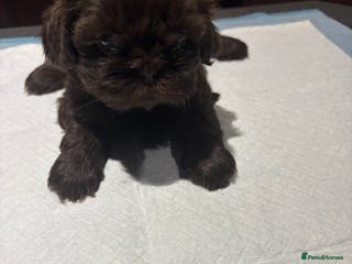 Shih Tzu dogs Karashishi shih tzu - Advert 9