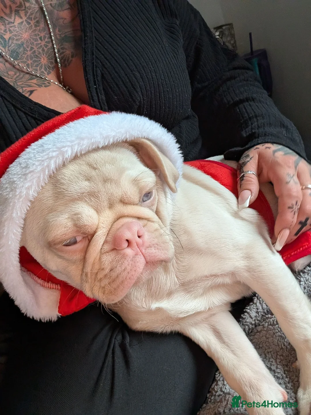 Pug dogs for sale: Pink pug in Stoke-on-Trent - Advert 5