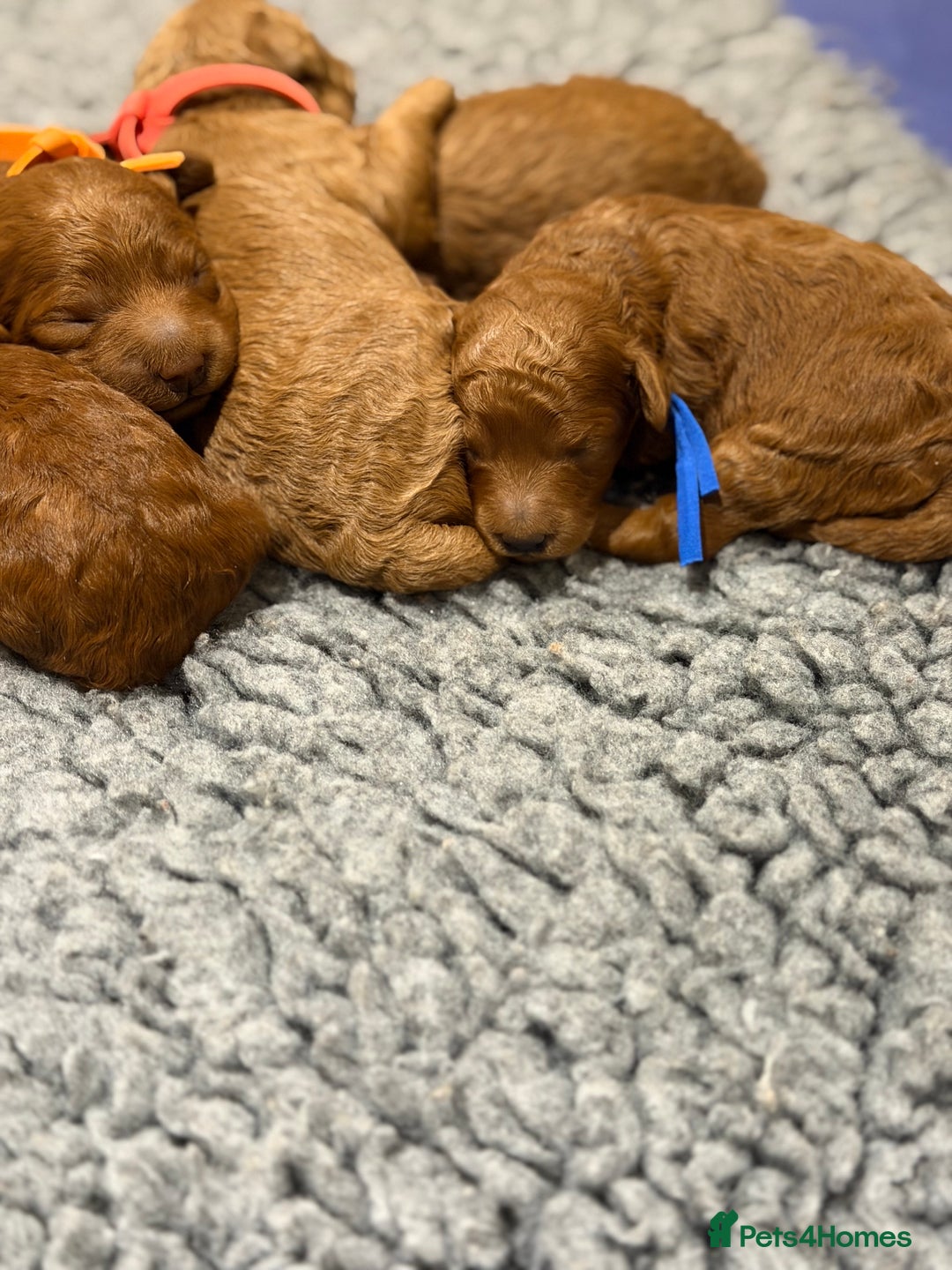 Miniature Poodle dogs for sale: Beautiful Red KC Registered Miniature Poodle Pups - Advert 9