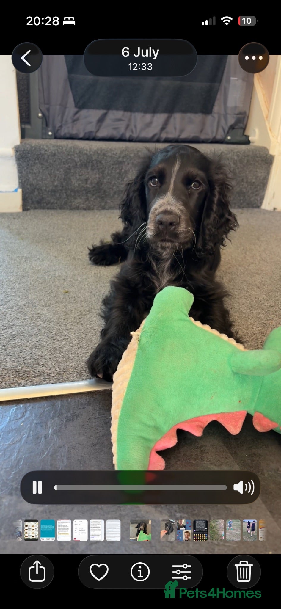 Cocker Spaniel dogs Beautiful loving boy - Advert 10