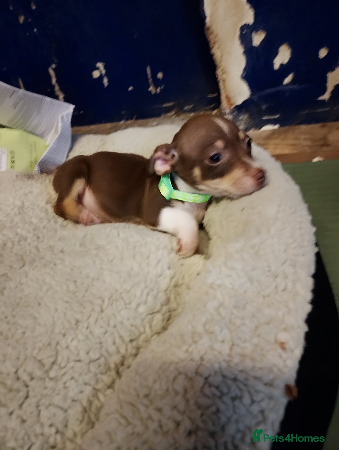 Mixed Breed dogs for sale: Four bueatuful pups forsale  - Advert 22