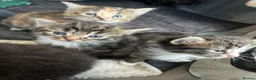 Mixed Breed cats for sale: Two mixed litters for sale - Advert 8