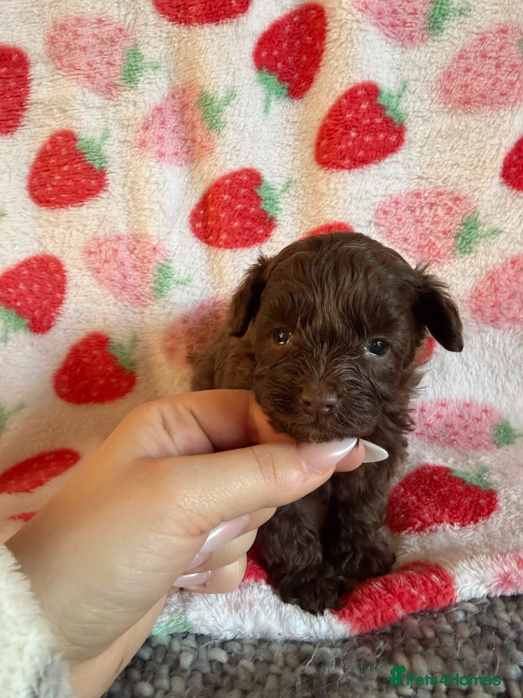 Maltipoo dogs for sale: Stunning Maltipoo Puppies – Teddy Bear Ready Soon in Edgware - Advert 10