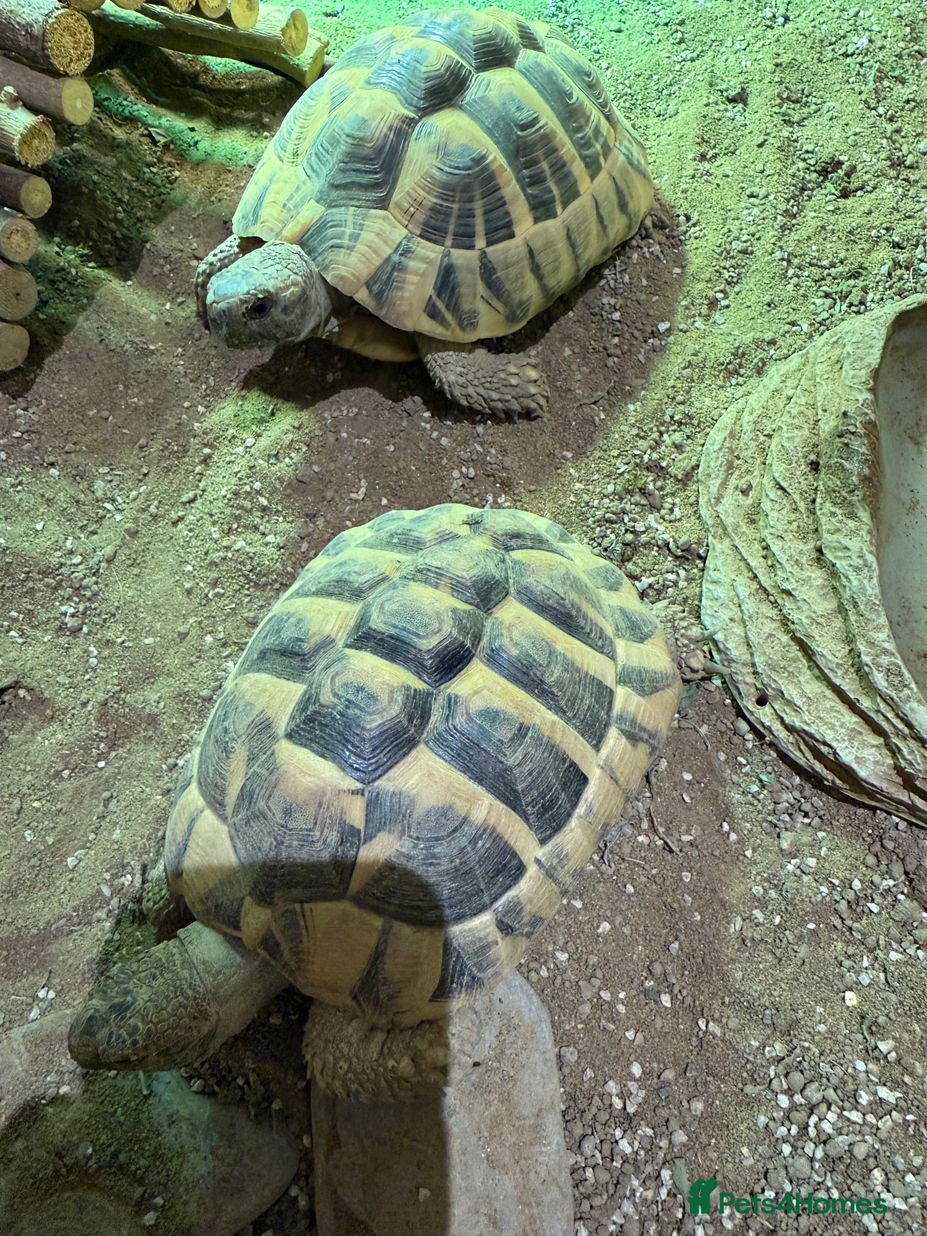Tortoise reptiles 2 x Herman Tortoises  - Advert 4