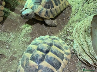 Tortoise reptiles 2 x Herman Tortoises - Advert 1